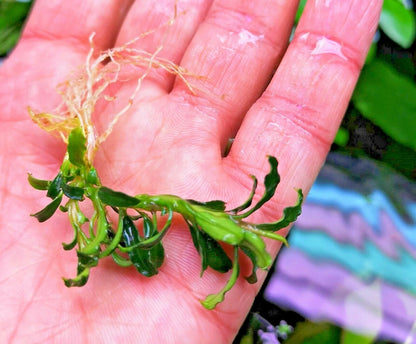 Bucephalandra species - Live Aquarium Plants Terrarium Tropical Aquascaping RARE