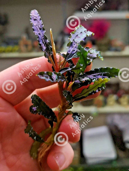 Bucephalandra species - Live Aquarium Plants Terrarium Tropical Aquascaping RARE