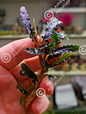 Bucephalandra species - Live Aquarium Plants Terrarium Tropical Aquascaping RARE