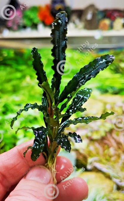 Bucephalandra species - Live Aquarium Plants Terrarium Tropical Aquascaping RARE