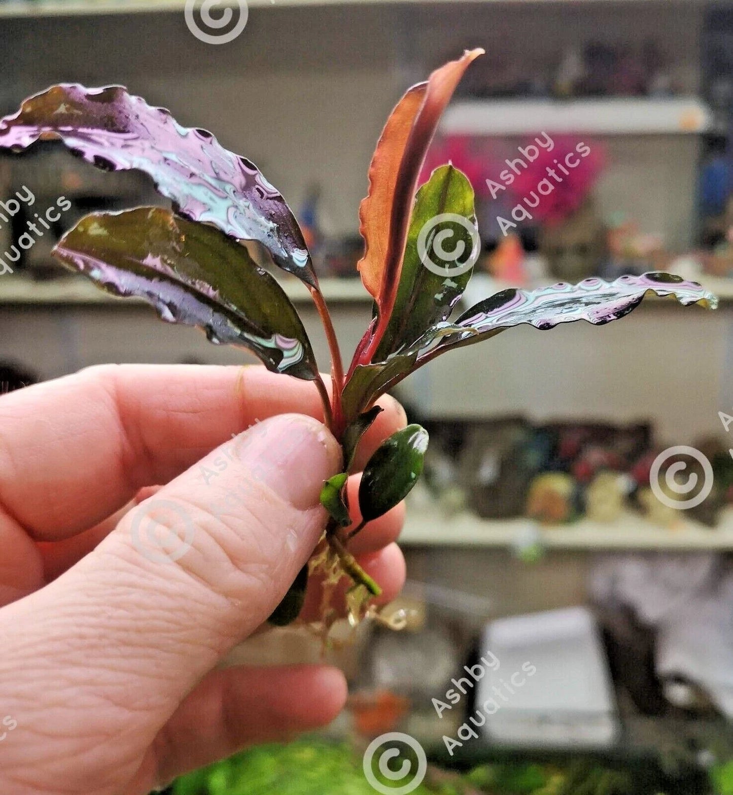 Bucephalandra species - Live Aquarium Plants Terrarium Tropical Aquascaping RARE