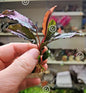 Bucephalandra species - Live Aquarium Plants Terrarium Tropical Aquascaping RARE