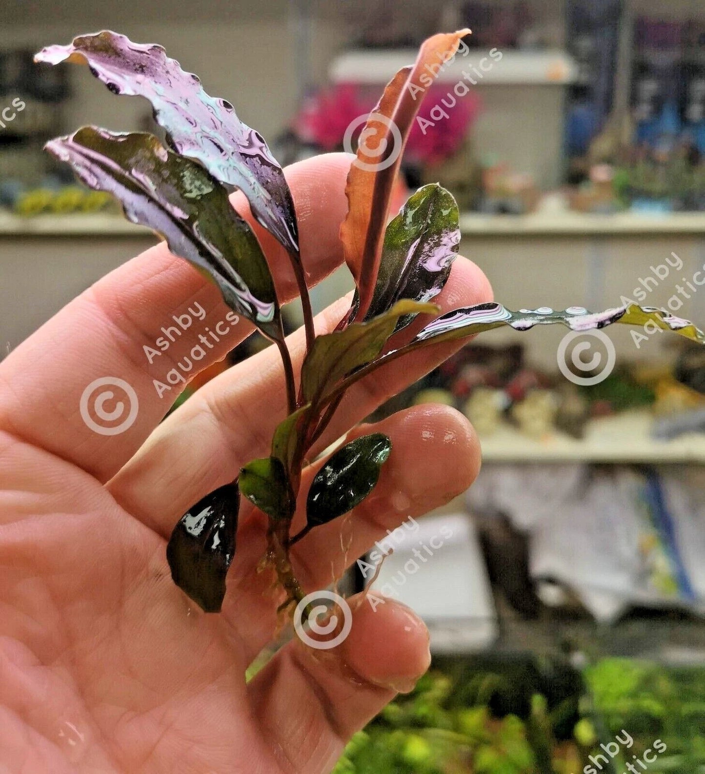 Bucephalandra species - Live Aquarium Plants Terrarium Tropical Aquascaping RARE