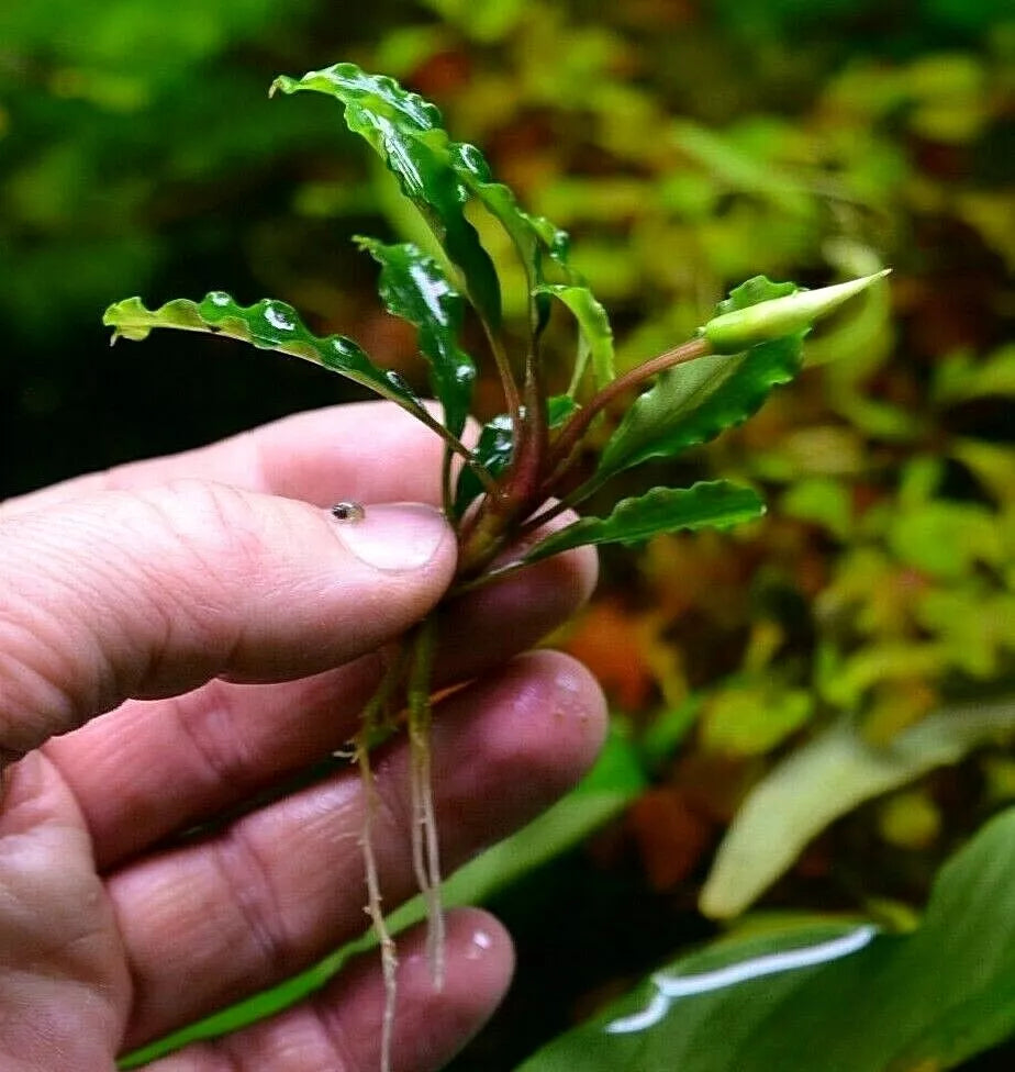 Bucephalandra species - Live Aquarium Plants Terrarium Tropical Aquascaping RARE