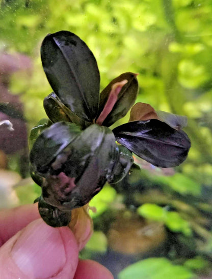 Bucephalandra species - Live Aquarium Plants Terrarium Tropical Aquascaping RARE