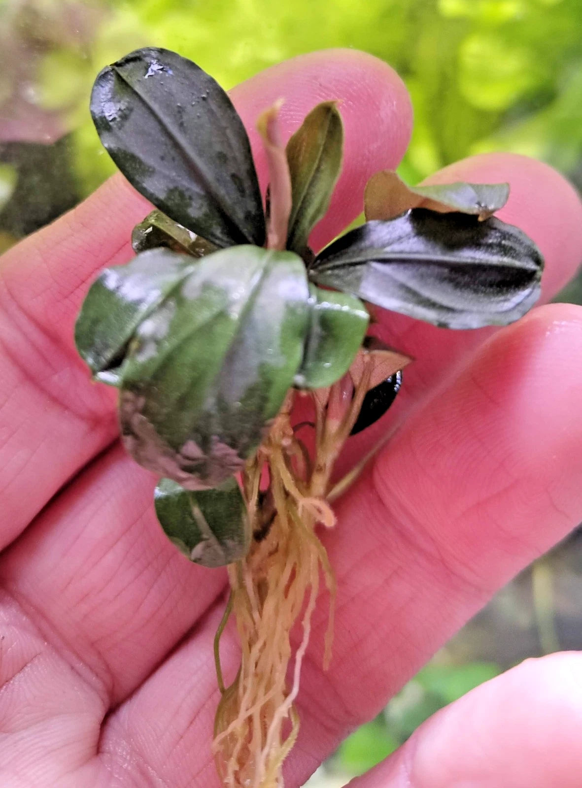Bucephalandra species - Live Aquarium Plants Terrarium Tropical Aquascaping RARE