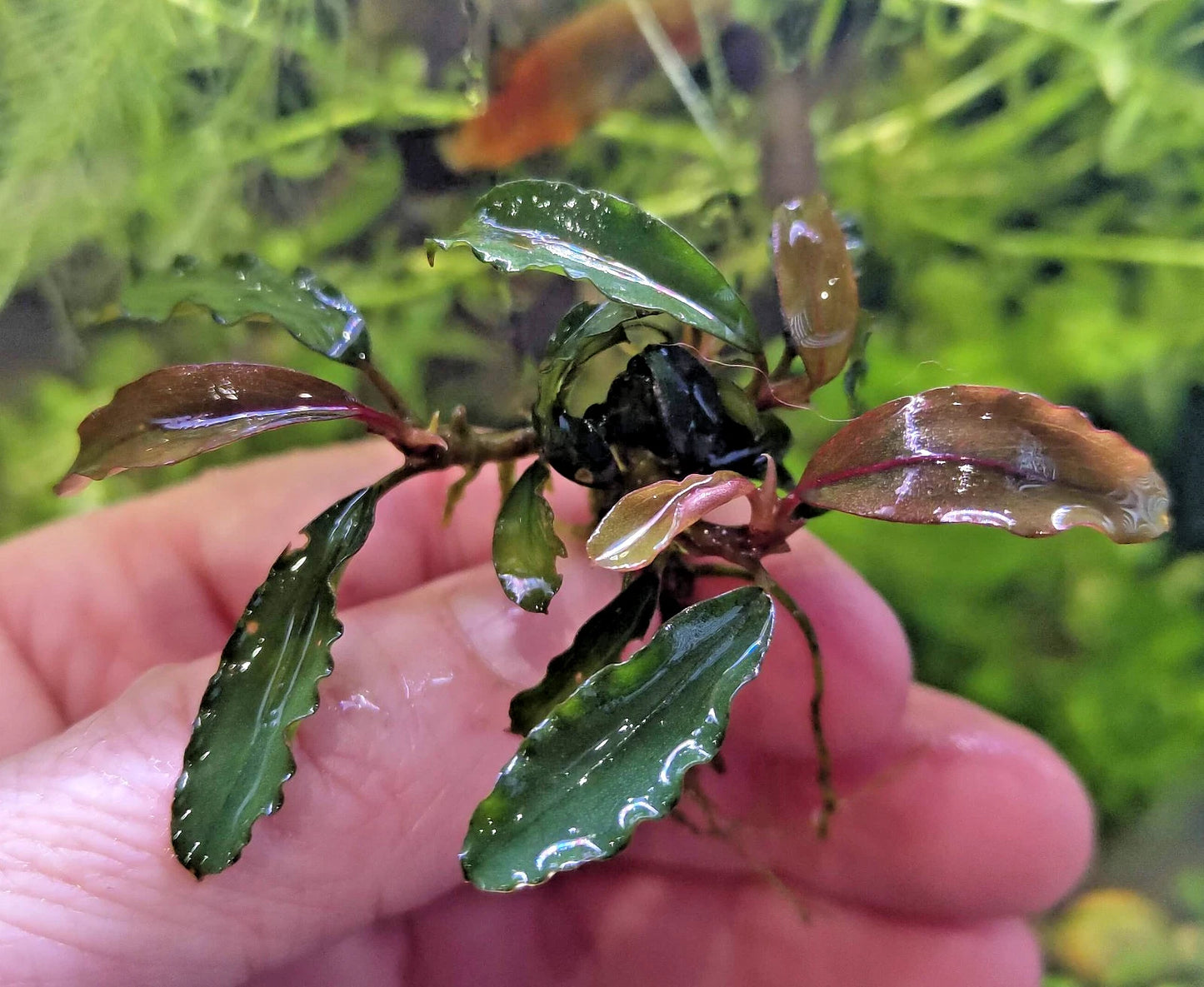 Bucephalandra species - Live Aquarium Plants Terrarium Tropical Aquascaping RARE