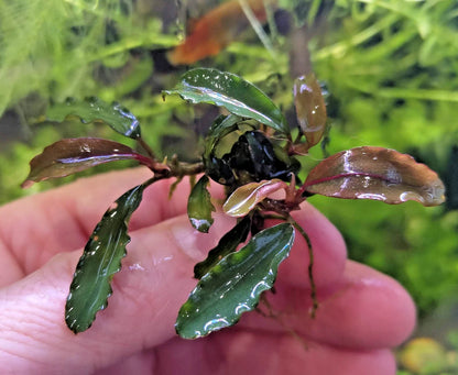 Bucephalandra species - Live Aquarium Plants Terrarium Tropical Aquascaping RARE