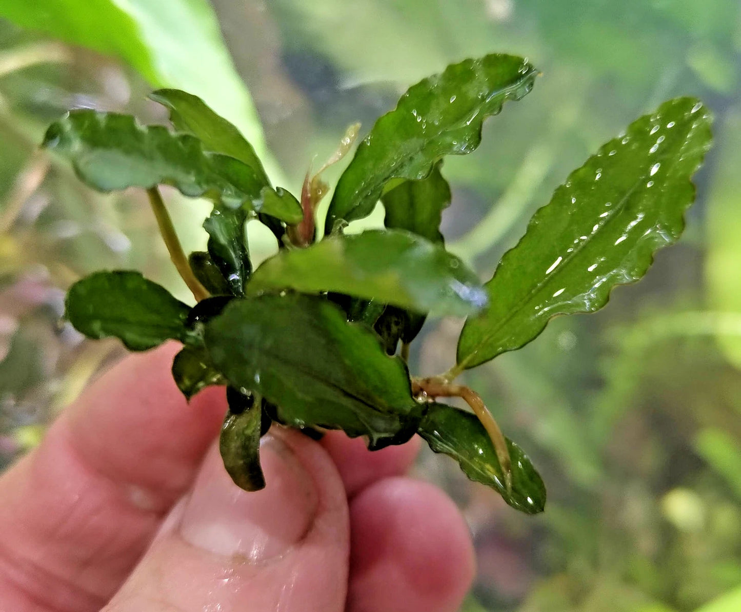 Bucephalandra species - Live Aquarium Plants Terrarium Tropical Aquascaping RARE