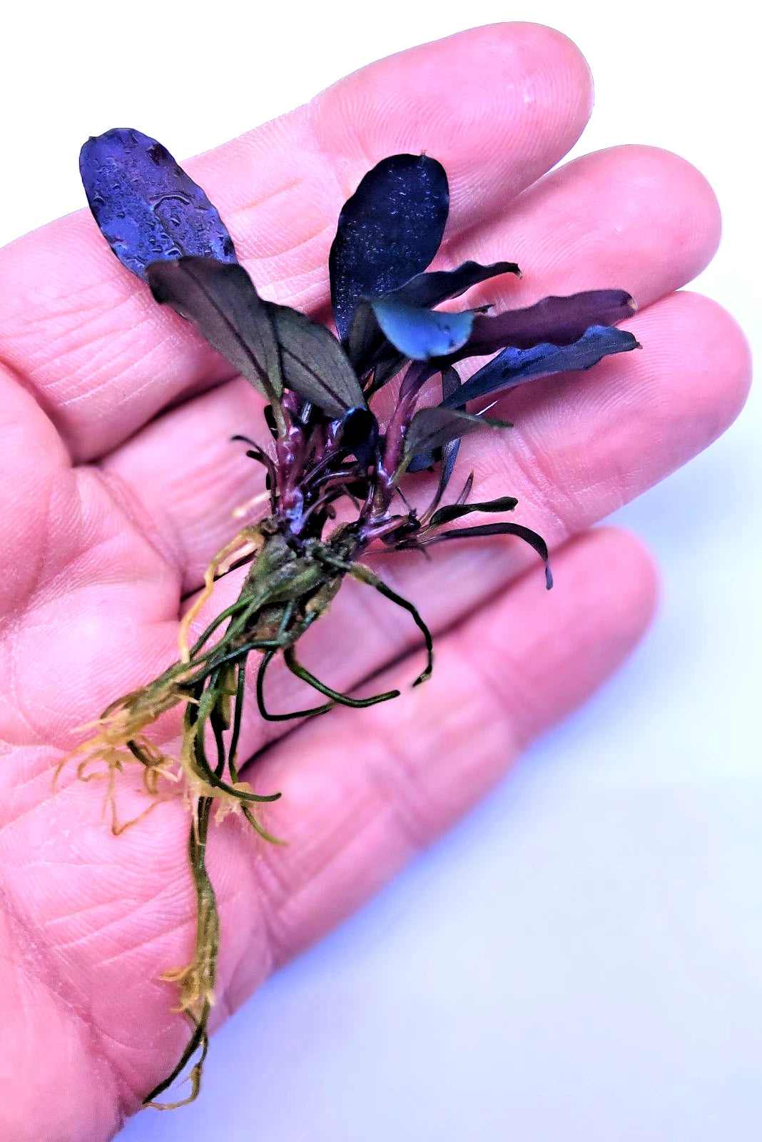 Bucephalandra species - Live Aquarium Plants Terrarium Tropical Aquascaping RARE