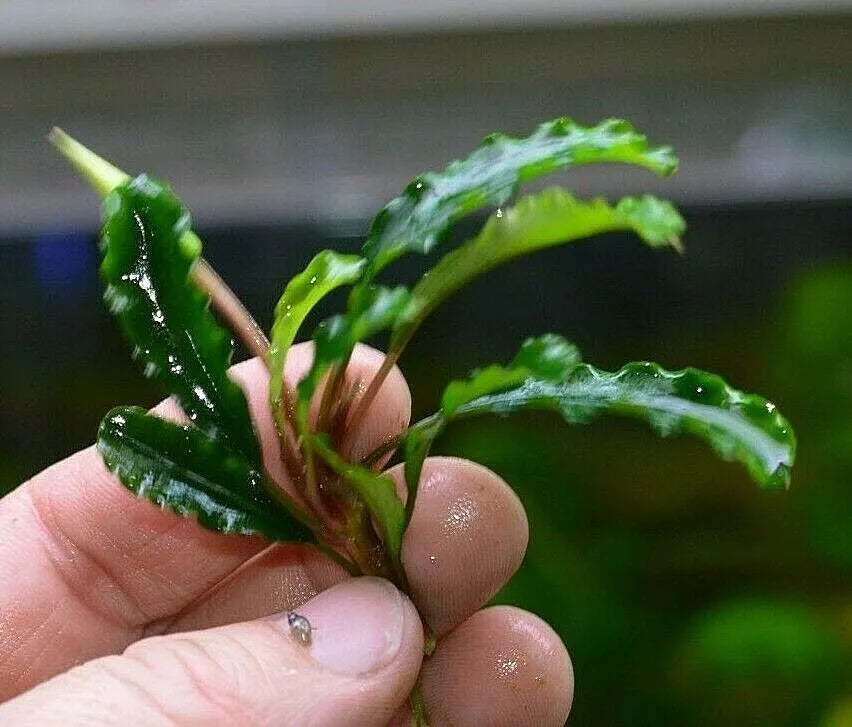 Bucephalandra species - Live Aquarium Plants Terrarium Tropical Aquascaping RARE