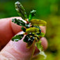 Bucephalandra species - Live Aquarium Plants Terrarium Tropical Aquascaping RARE