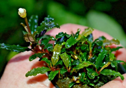 Bucephalandra species - Live Aquarium Plants Terrarium Tropical Aquascaping RARE