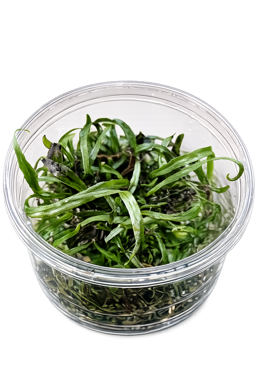 Microsorum Pteropus ‘Narrow Leaf Red’ In Vitro Aquarium Plant