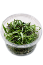 Microsorum Pteropus ‘Narrow Leaf Red’ In Vitro Aquarium Plant