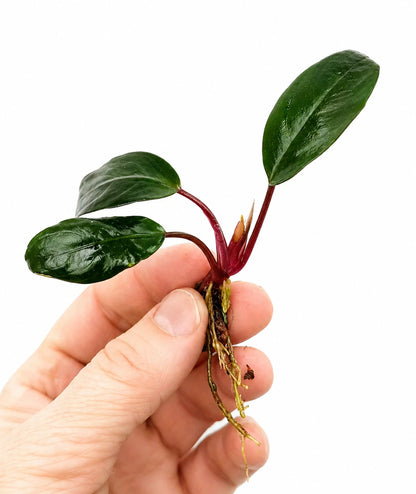 Bucephalandra species - Live Aquarium Plants Terrarium Tropical Aquascaping RARE