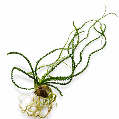 Crinum Calamistratum Bulb Live Aquarium Plant EU Grown Shrimp and Snail Safe