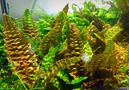 Cryptocoryne Hudoroi Aquarium Plant RARE live aquarium plant