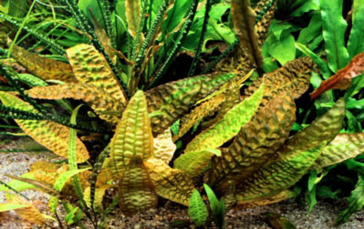 Cryptocoryne Hudoroi Aquarium Plant RARE live aquarium plant