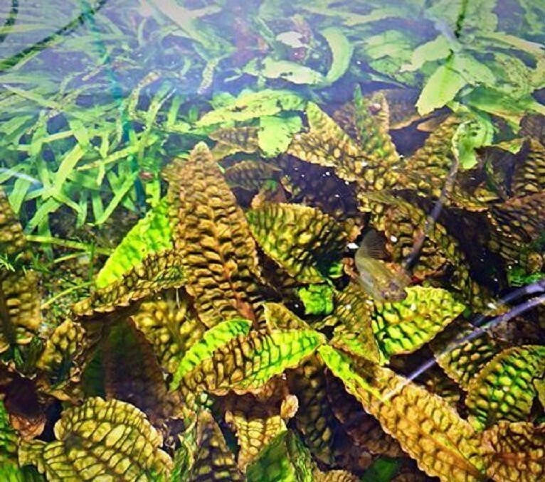Cryptocoryne Hudoroi Aquarium Plant RARE live aquarium plant