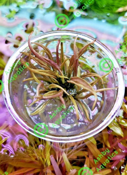 Cryptocoryne Flamingo Live Aquarium Plants Shrimp safe Tropical Aquascaping