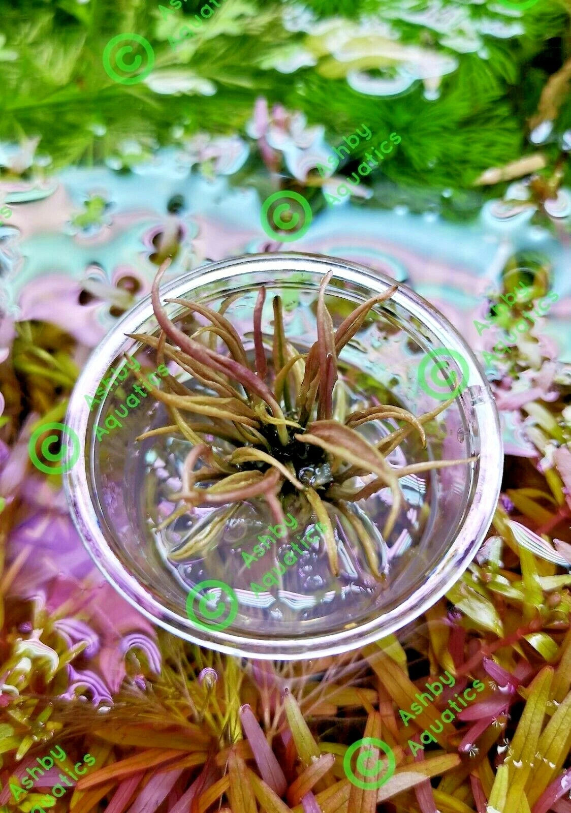 Cryptocoryne Flamingo Live Aquarium Plants Shrimp safe Tropical Aquascaping