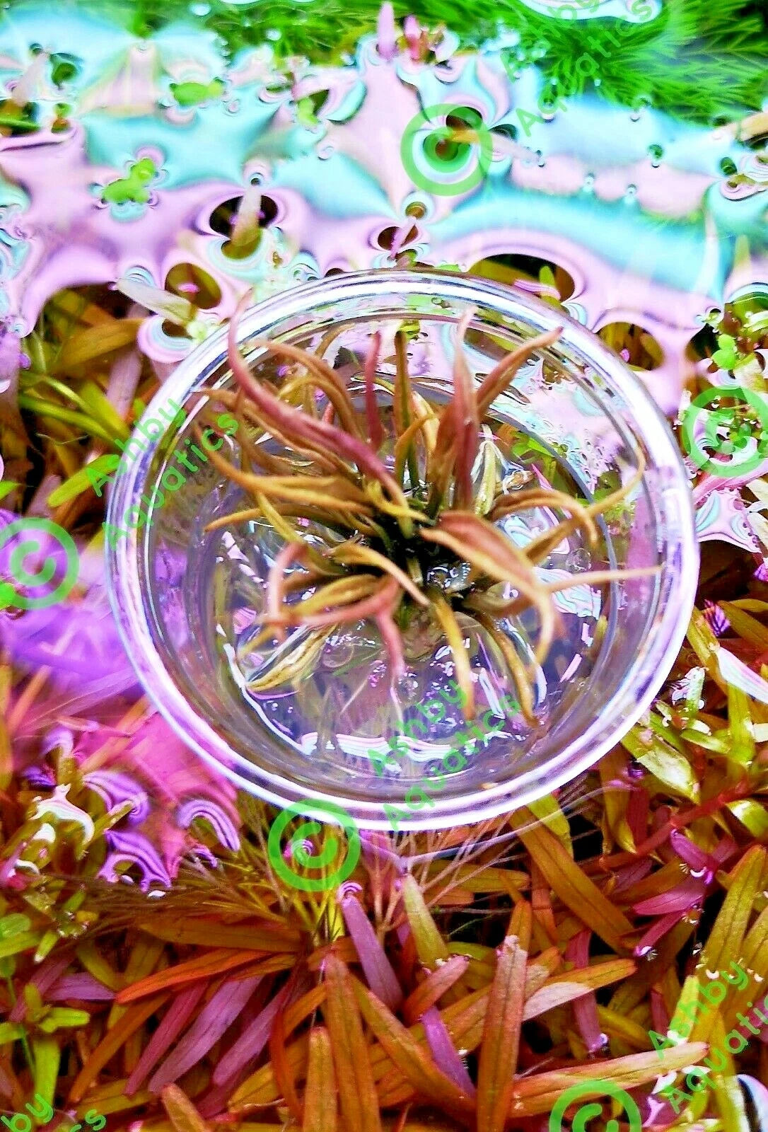 Cryptocoryne Flamingo Live Aquarium Plants Shrimp safe Tropical Aquascaping