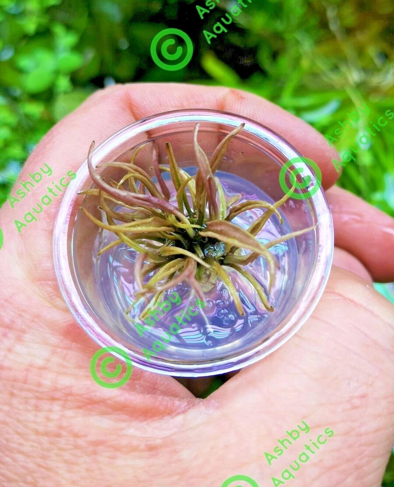 Cryptocoryne Flamingo Live Aquarium Plants Shrimp safe Tropical Aquascaping