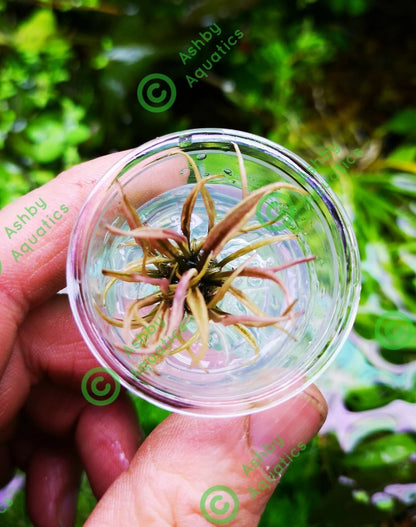 Cryptocoryne Flamingo Live Aquarium Plants Shrimp safe Tropical Aquascaping