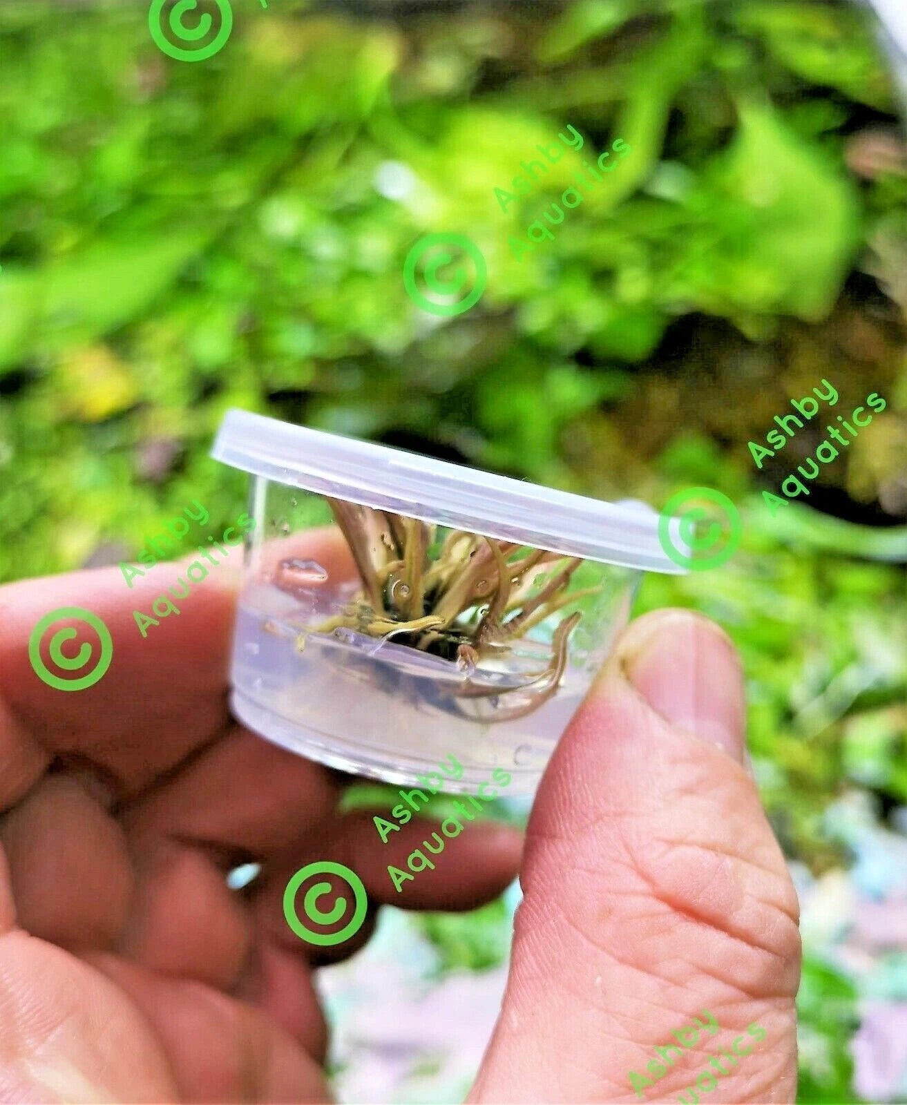 Cryptocoryne Flamingo Live Aquarium Plants Shrimp safe Tropical Aquascaping