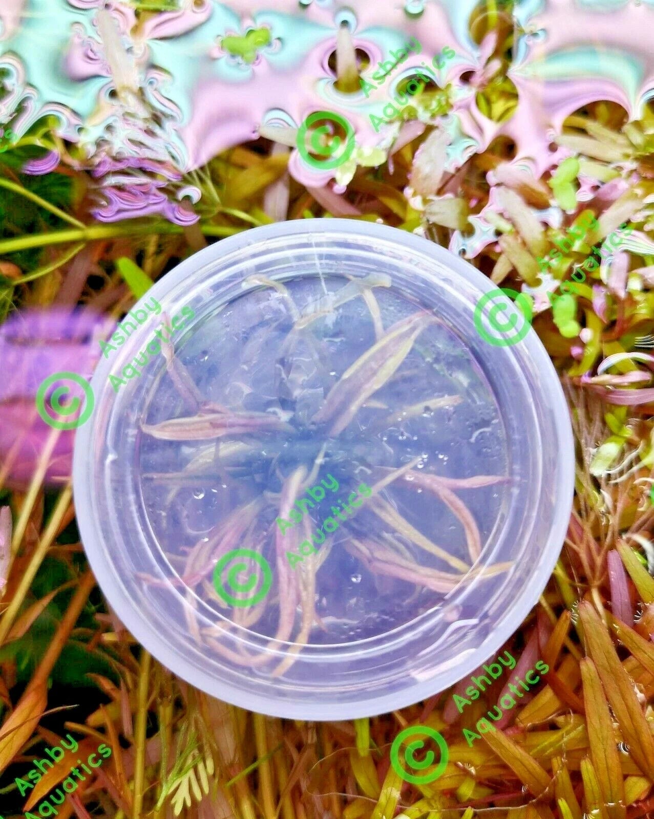 Cryptocoryne Flamingo Live Aquarium Plants Shrimp safe Tropical Aquascaping