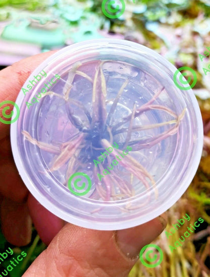Cryptocoryne Flamingo Live Aquarium Plants Shrimp safe Tropical Aquascaping