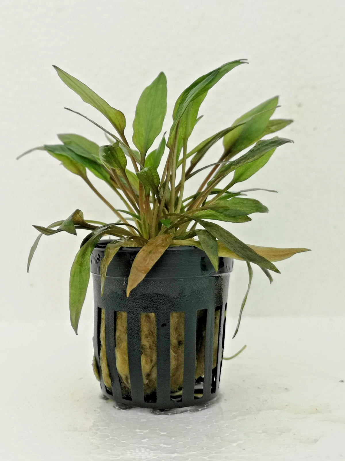 Cryptocoryne Florida Sunset Live Aquatic Plant for Tropical Tanks
