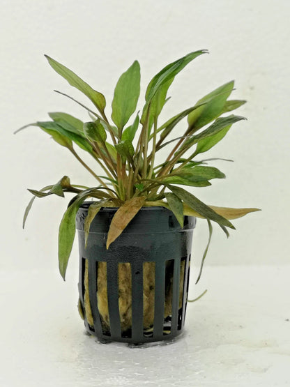 Cryptocoryne Florida Sunset Live Aquatic Plant for Tropical Tanks