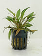 Cryptocoryne Florida Sunset Live Aquatic Plant for Tropical Tanks