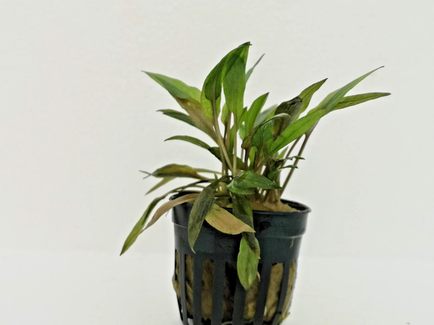Cryptocoryne Florida Sunset Live Aquatic Plant for Tropical Tanks