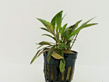 Cryptocoryne Florida Sunset Live Aquatic Plant for Tropical Tanks