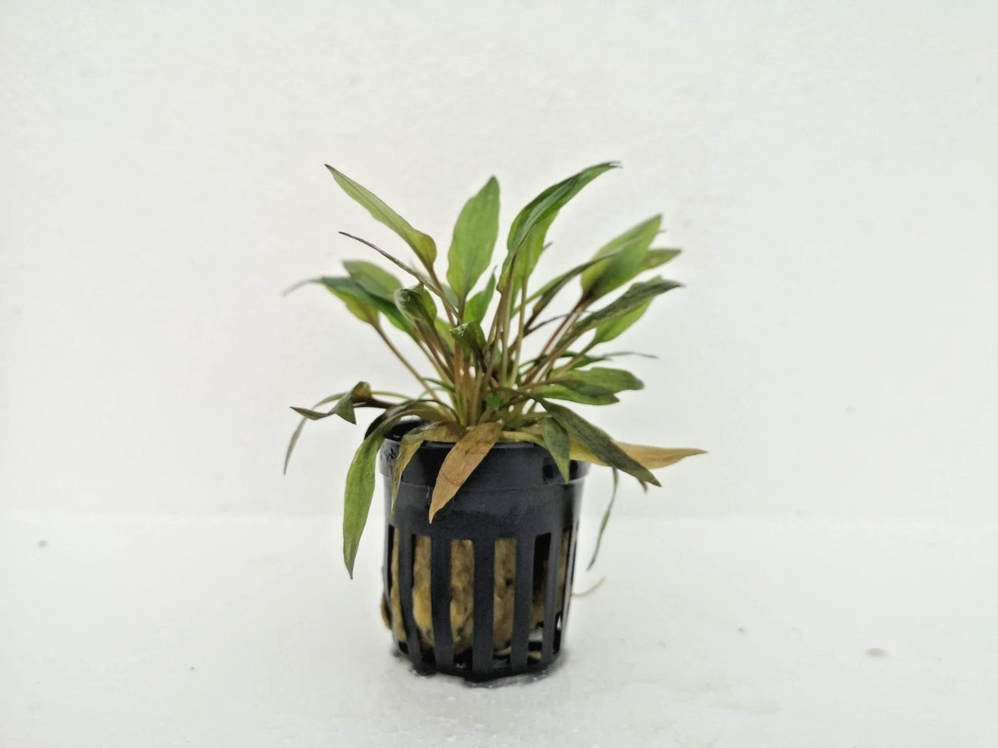 Cryptocoryne Florida Sunset Live Aquatic Plant for Tropical Tanks