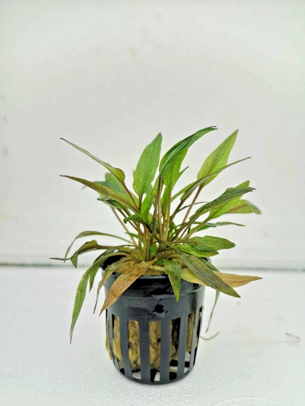 Cryptocoryne Florida Sunset Live Aquatic Plant for Tropical Tanks