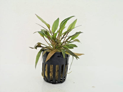 Cryptocoryne Florida Sunset Live Aquatic Plant for Tropical Tanks