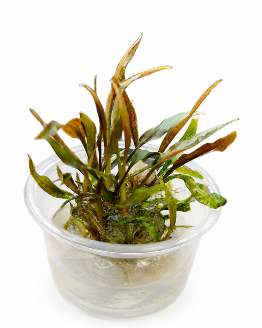 Cryptocoryne Petchii ‘Pink’ In Vitro Aquarium Plant – Small Tub