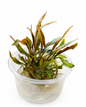 Cryptocoryne Petchii ‘Pink’ In Vitro Aquarium Plant – Small Tub