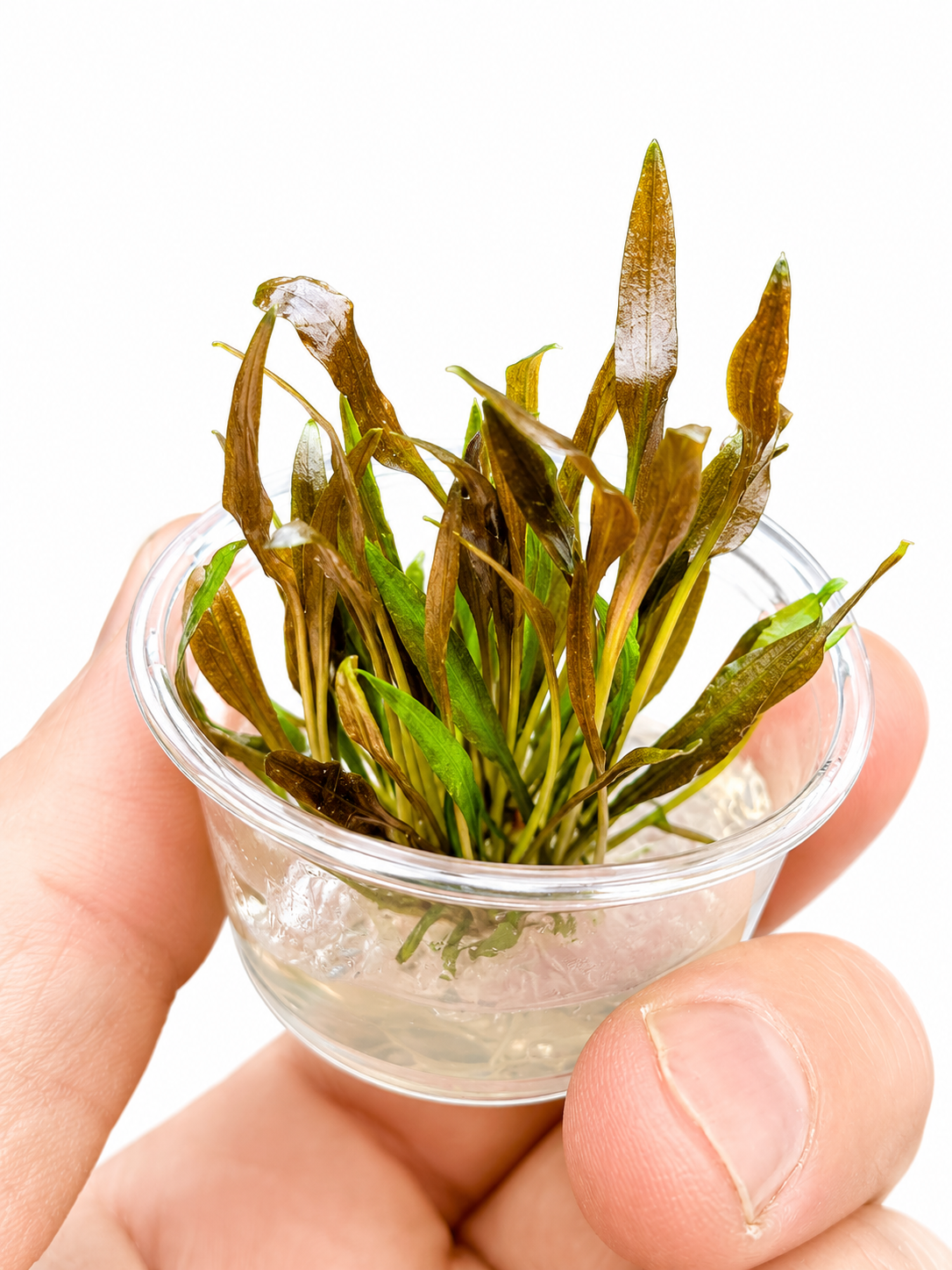 Cryptocoryne Walkeri In Vitro Aquarium Plant – Small Tub