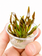 Cryptocoryne Walkeri In Vitro Aquarium Plant – Small Tub