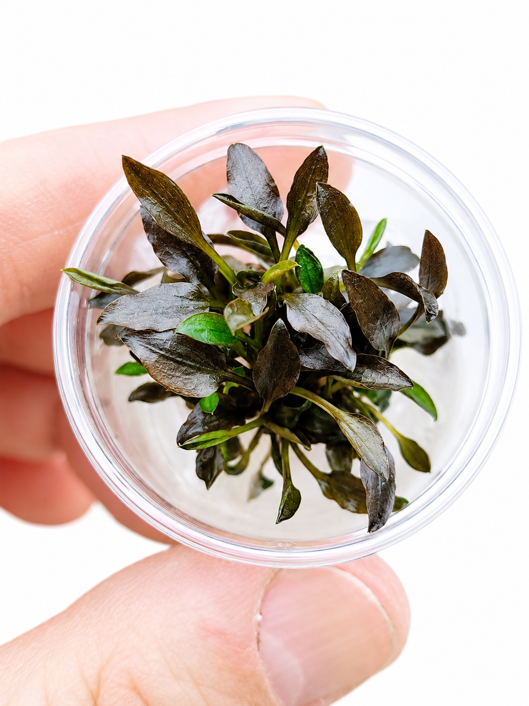 Cryptocoryne Wendtii ‘Indonesia’ In Vitro Aquarium Plant – Small