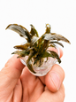 Cryptocoryne Wendtii ‘Tropica’ In Vitro Aquarium Plant – Small