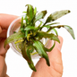 Cryptocoryne Willisii In Vitro Aquarium Plant – Small