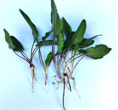5 x Cryptocoryne wendtii Green tropical aquarium plants