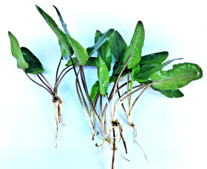 5 x Cryptocoryne wendtii Green tropical aquarium plants