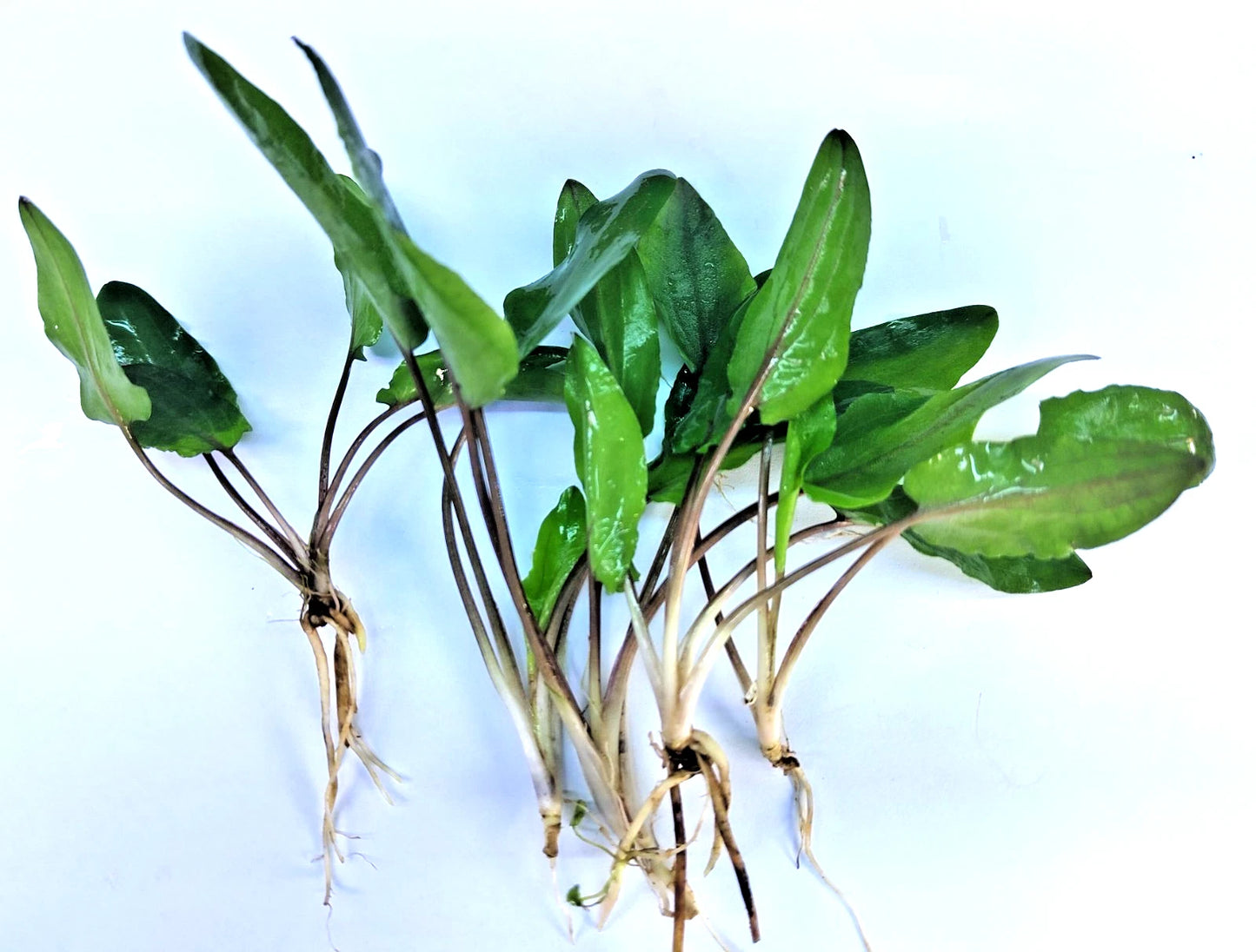 5 x Cryptocoryne wendtii Green tropical aquarium plants